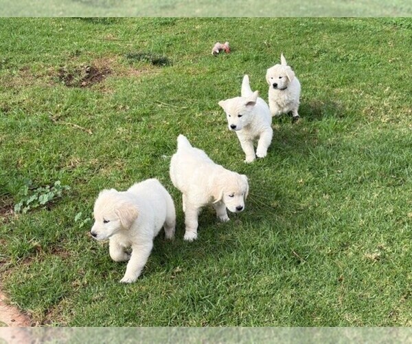 Medium Photo #1 English Cream Golden Retriever Puppy For Sale in POWAY, CA, USA
