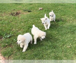 English Cream Golden Retriever Puppy for sale in POWAY, CA, USA