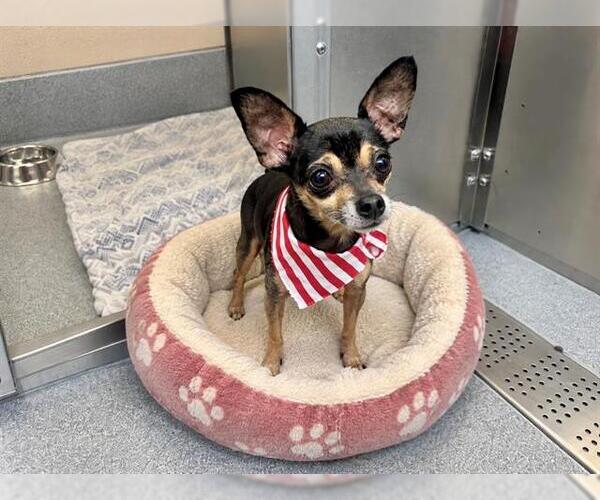 Medium Photo #1 Chihuahua Puppy For Sale in Orange, CA, USA