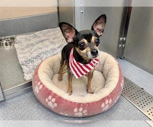 Chihuahua Dogs for adoption in Orange, CA, USA