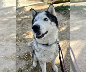 FINN - Male Siberian Husky Dog for Adoption - Photo #3