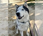 Small #2 Siberian Husky
