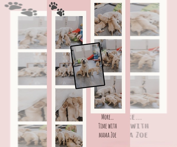 Medium Photo #10 English Cream Golden Retriever Puppy For Sale in VERONA, KY, USA