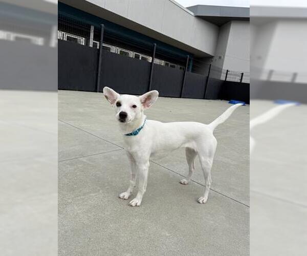 Medium Photo #1 Chihuahua Puppy For Sale in San Martin, CA, USA