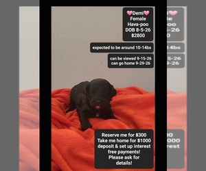 Havapoo Puppy for sale in TUCSON, AZ, USA