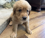 Puppy Orange Golden Retriever