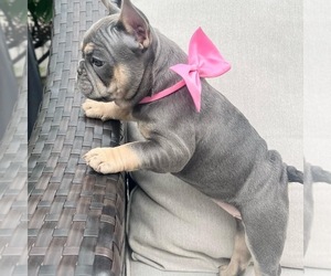 French Bulldog Puppy for sale in CRANSTON, RI, USA