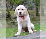 Small Photo #6 Golden Retriever Puppy For Sale in Enfield, CT, USA