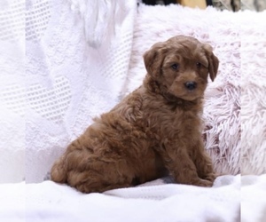 Goldendoodle (Miniature) Puppy for sale in LOWELL, MA, USA