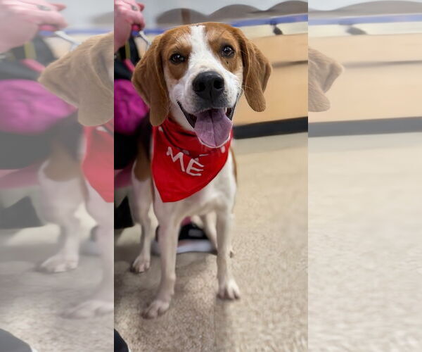 Medium Photo #13 Mutt Puppy For Sale in Rustburg, VA, USA