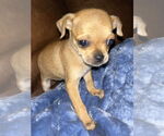 Small #3 Chihuahua