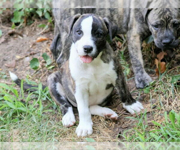 Medium Photo #3 Plott Hound-Unknown Mix Puppy For Sale in Wyoming, MI, USA