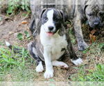Small #2 Plott Hound Mix