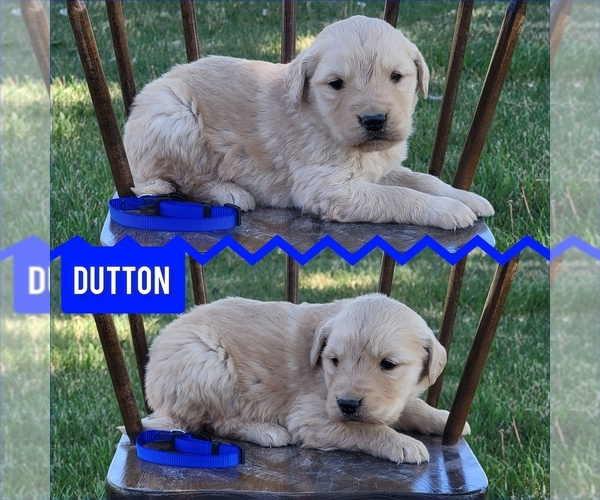 Medium Photo #4 Golden Retriever Puppy For Sale in MONTROSE, CO, USA
