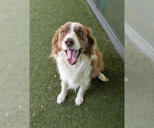 Mutt Dogs for adoption in San Martin, CA, USA