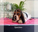 Puppy Speckles Basset Hound