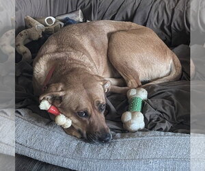Black Mouth Cur-Unknown Mix Dogs for adoption in Fort Collins, CO, USA