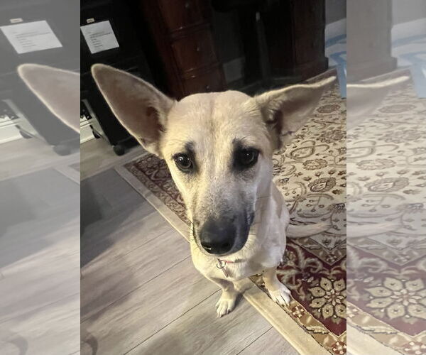 Medium Photo #3 Dachshund Puppy For Sale in San Bernardino , CA, USA