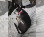 Small #1 Mutt