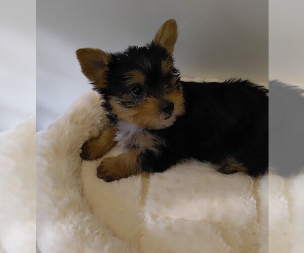 Medium Photo #1 Yorkshire Terrier Puppy For Sale in LAWSONVILLE, NC, USA