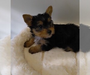 Yorkshire Terrier Puppy for sale in LAWSONVILLE, NC, USA