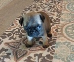Small Photo #2 Pug Puppy For Sale in PENDLETON, OR, USA