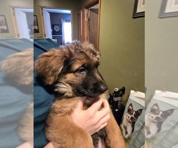 Medium Photo #15 German Shepherd Dog Puppy For Sale in LA FAYETTE, NY, USA