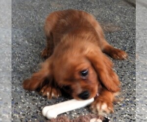Cavalier King Charles Spaniel Puppy for sale in CARLISLE, KY, USA