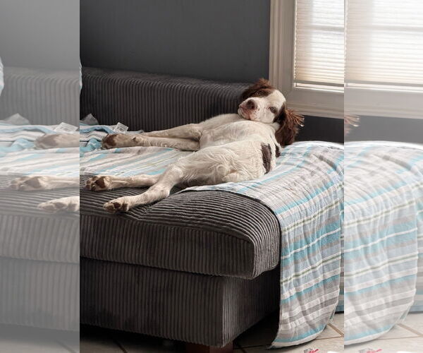 Medium Photo #7 Brittany Puppy For Sale in Curwensville, PA, USA