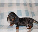 Small #6 Dachshund