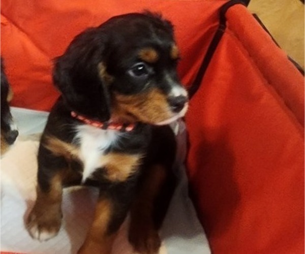 Medium Photo #5 Aussalier Puppy For Sale in ATHOL, ID, USA