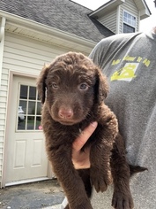 Labradoodle Puppy for sale in LONDON, KY, USA