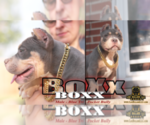 Small #1 American Bully