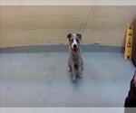 Small Catahoula Leopard Dog Mix