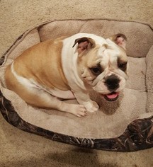 Mother of the Bulldog puppies born on 07/23/2016