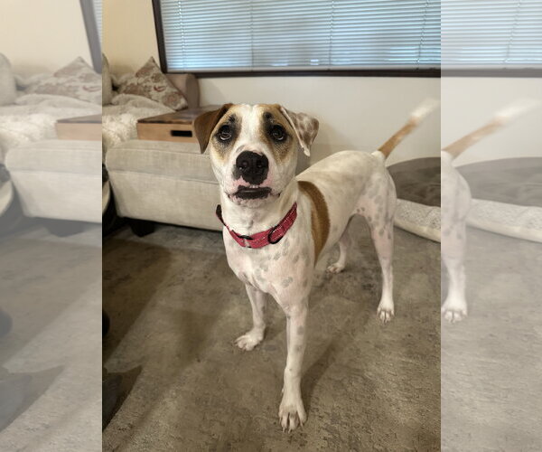 Medium Photo #2 Pointer-Staffordshire Bull Terrier Mix Puppy For Sale in Oakhurst, NJ, USA