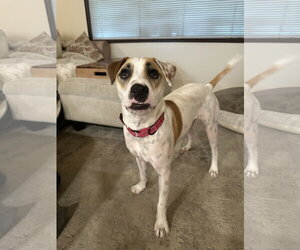 Apache - Little Trooper - Male Pointer-Staffordshire Bull Terrier Mix Dog for Adoption - Photo #2