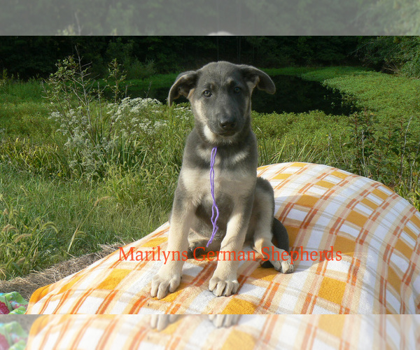 Medium Photo #4 German Shepherd Dog Puppy For Sale in PIEDMONT, MO, USA