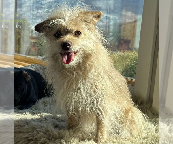 Medium Photo #3 Mutt Puppy For Sale in New York, NY, USA