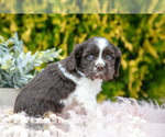 Small #4 Cocker Spaniel