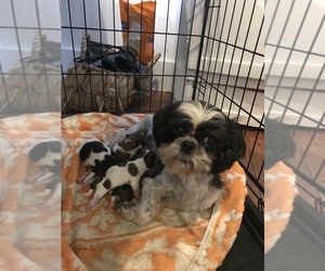 Mother of the Shih Tzu puppies born on 09/03/2022