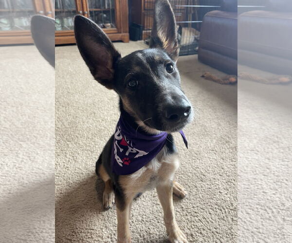 Medium Photo #4 German Shepherd Dog-Unknown Mix Puppy For Sale in Chandler, AZ, USA