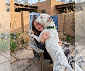 SNOWBALL (deaf) - Female American Staffordshire Terrier-Unknown Mix Dog for Adoption - Photo #2