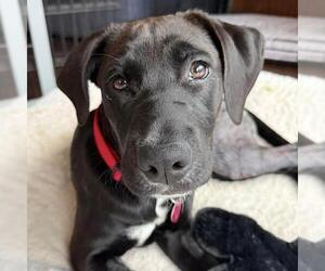 Braya - Adopted! - Female Labrador Retriever-Unknown Mix Dog for Adoption - Photo #4