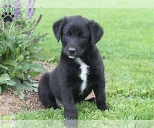 Australian Shepherd-Schnauzer (Standard) Mix Puppy for sale in WEBSTER, IN, USA