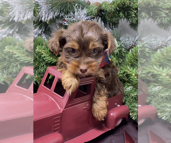 Medium Photo #6 Shorkie Tzu-Yorkshire Terrier Mix Puppy For Sale in SELLERSBURG, IN, USA