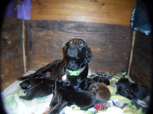 Mother of the Bernese Hound-Labrador Retriever Mix puppies born on 09/10/2016