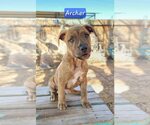 Small #1 Boxer-Staffordshire Bull Terrier Mix