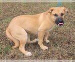 Small #2 Labrador Retriever Mix
