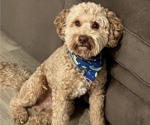 Father of the Australian Labradoodle puppies born on 05/21/2025